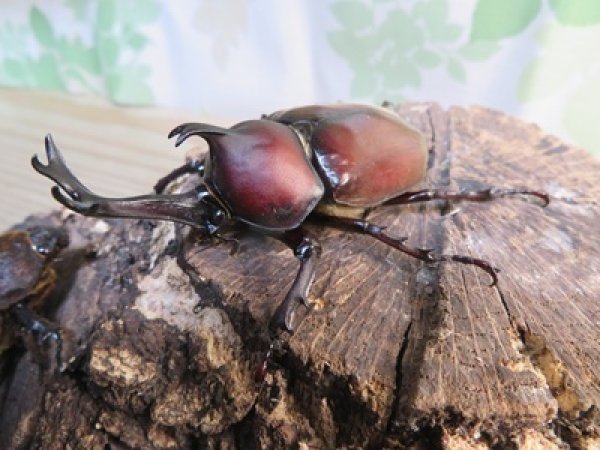 画像1: ☆WF1新成虫☆愛知県名古屋市産！国産カブトムシM〜Lサイズ2ペアセット販売！！ (1)