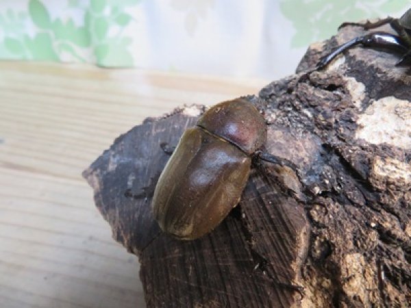 画像3: ☆WF1新成虫☆愛知県名古屋市産！国産カブトムシM〜Lサイズ2ペアセット販売！！ (3)