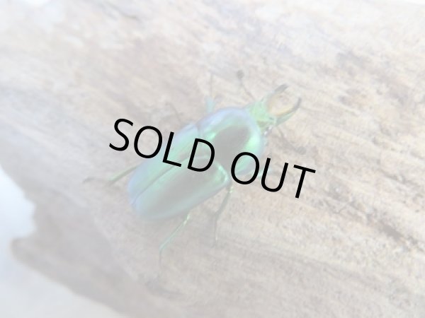 画像1: no.1☆F3☆インスラリスキンイロクワガタ♂♀フリーサイズ新成虫ペア販売！！ (1)