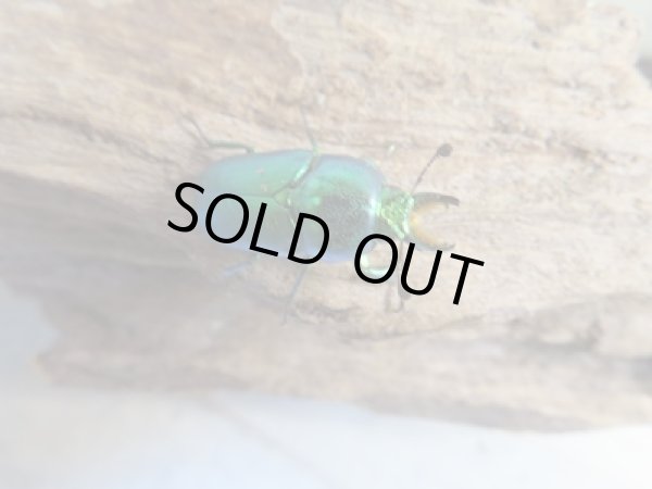 画像2: no.1☆F3☆インスラリスキンイロクワガタ♂♀フリーサイズ新成虫ペア販売！！ (2)