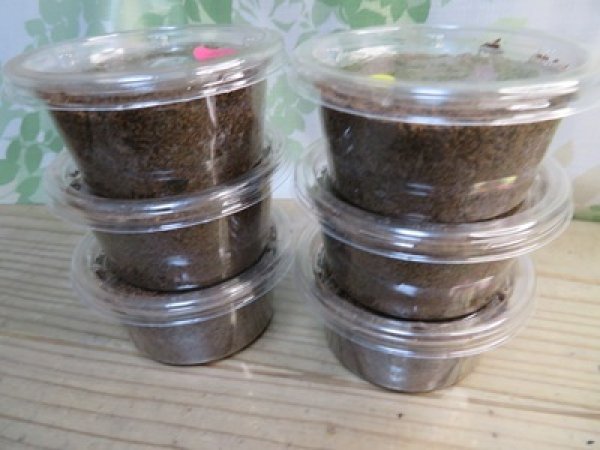 画像2: ☆親大型☆ギラファノコギリクワガタ（亜種ダイスケ）初二令幼虫3頭セット販売！！ (2)