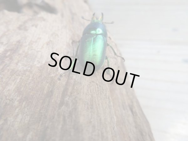 画像3: no.1☆F3☆インスラリスキンイロクワガタ♂♀フリーサイズ新成虫ペア販売！！ (3)