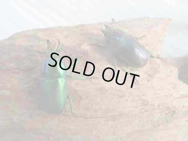 画像5: no.1☆F3☆インスラリスキンイロクワガタ♂♀フリーサイズ新成虫ペア販売！！ (5)