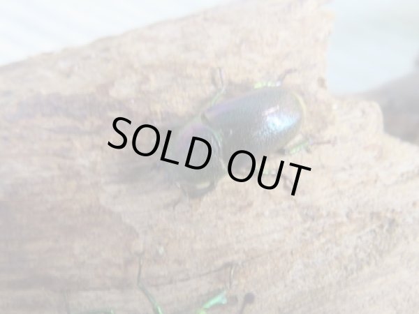 画像4: no.1☆F3☆インスラリスキンイロクワガタ♂♀フリーサイズ新成虫ペア販売！！ (4)