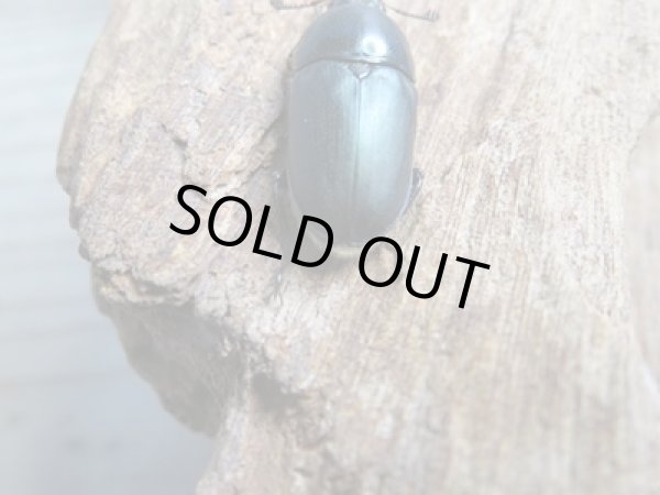 画像3: no.2☆F3☆インスラリスキンイロクワガタ♂♀フリーサイズ新成虫ペア販売！！ (3)