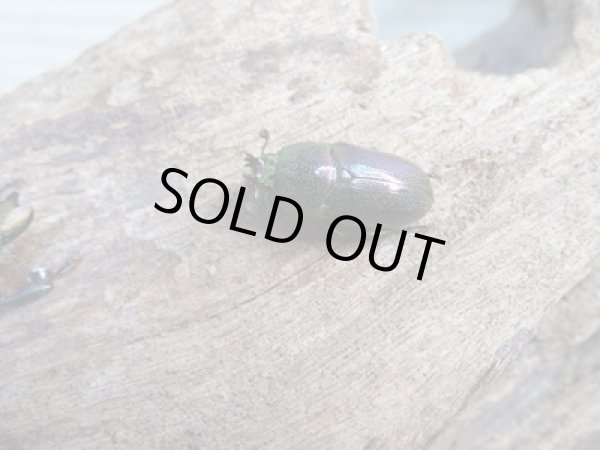 画像4: no.2☆F3☆インスラリスキンイロクワガタ♂♀フリーサイズ新成虫ペア販売！！ (4)