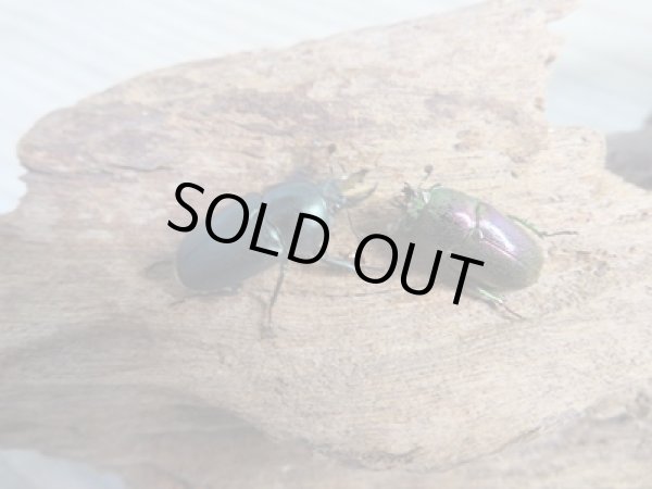 画像5: no.2☆F3☆インスラリスキンイロクワガタ♂♀フリーサイズ新成虫ペア販売！！ (5)