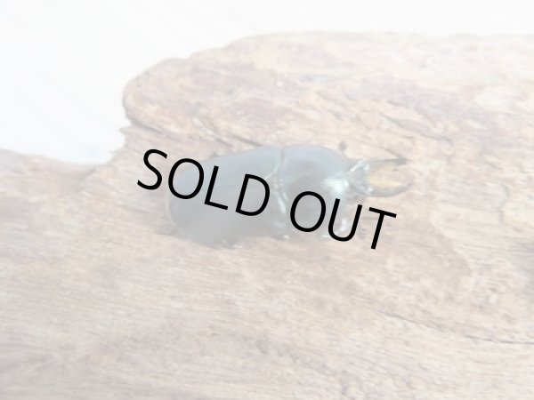 画像1: no.2☆F3☆インスラリスキンイロクワガタ♂♀フリーサイズ新成虫ペア販売！！ (1)