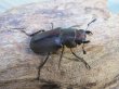 画像4: ☆新成虫☆メタリフェルホソアカクワガタ（サンギレンシス）♂60ミリ♀フリーサイズ別血統ペア販売！！ (4)