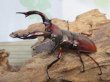 画像1: ☆人気種☆フォルスターフタマタクワガタ（亜種ニシ）♂73ミリ♀47ミリ新成虫ペア販売！！ (1)