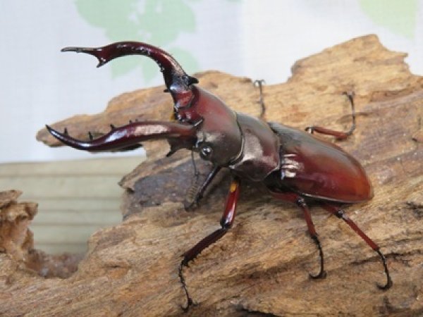 画像1: ☆人気種☆フォルスターフタマタクワガタ（亜種ニシ）♂73ミリ♀47ミリ新成虫ペア販売！！ (1)