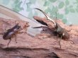 画像5: ☆新成虫☆メタリフェルホソアカクワガタ（サンギレンシス）♂76ミリ♀フリーサイズ別血統ペア販売！！ (5)
