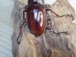 画像3: ☆人気種☆フォルスターフタマタクワガタ（亜種ニシ）♂73ミリ♀47ミリ新成虫ペア販売！！ (3)