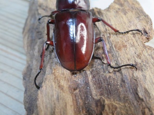 画像3: ☆人気種☆フォルスターフタマタクワガタ（亜種ニシ）♂73ミリ♀47ミリ新成虫ペア販売！！ (3)