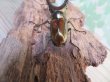 画像3: ☆新成虫☆メタリフェルホソアカクワガタ（サンギレンシス）♂60ミリ♀フリーサイズ別血統ペア販売！！ (3)