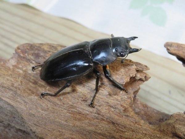 画像4: ☆人気種☆フォルスターフタマタクワガタ（亜種ニシ）♂73ミリ♀47ミリ新成虫ペア販売！！ (4)