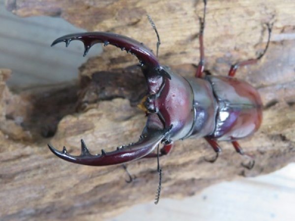 画像2: ☆人気種☆フォルスターフタマタクワガタ（亜種ニシ）♂73ミリ♀47ミリ新成虫ペア販売！！ (2)