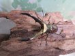 画像2: ☆新成虫☆メタリフェルホソアカクワガタ（サンギレンシス）♂60ミリ♀フリーサイズ別血統ペア販売！！ (2)