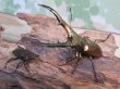 画像5: ☆新成虫☆メタリフェルホソアカクワガタ（サンギレンシス）♂60ミリ♀フリーサイズ別血統ペア販売！！ (5)