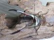画像2: ☆新成虫☆メタリフェルホソアカクワガタ（サンギレンシス）♂76ミリ♀フリーサイズ別血統ペア販売！！ (2)