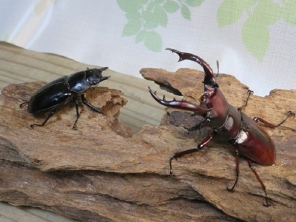 画像5: ☆人気種☆フォルスターフタマタクワガタ（亜種ニシ）♂73ミリ♀47ミリ新成虫ペア販売！！ (5)