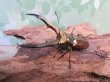 画像1: ☆新成虫☆メタリフェルホソアカクワガタ（サンギレンシス）♂60ミリ♀フリーサイズ別血統ペア販売！！ (1)