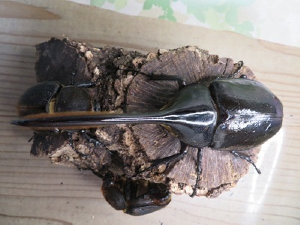 画像2: ☆新成虫☆D.H.リッキー♂145ミリ♀66ミリペア＋♀66ミリ計3頭トリオ販売！！ (2)