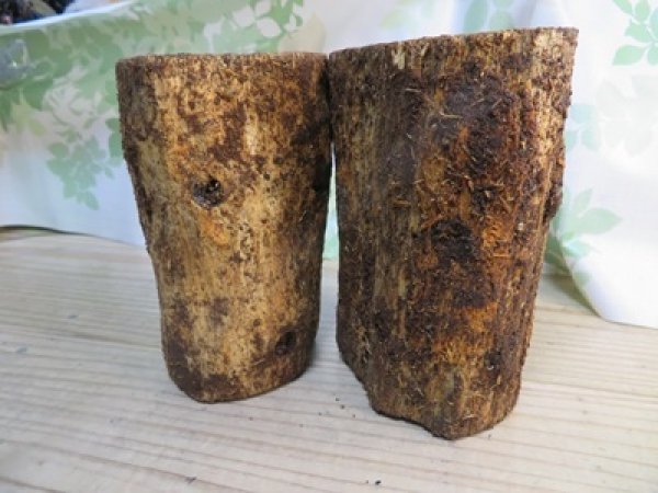 画像1: new!バクテリア材⚡産だぁーV⚡ML材2本入り (1)