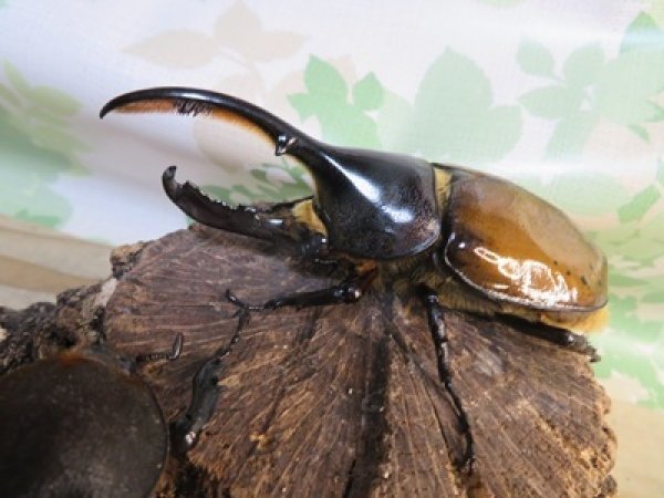 画像1: ☆新成虫☆D.H.リッキー♂109ミリ♀66ミリペア販売！！ (1)