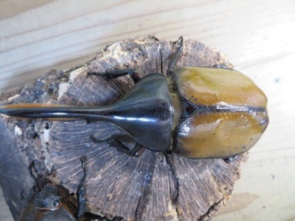 画像2: ☆新成虫☆D.H.リッキー♂109ミリ♀66ミリペア販売！！ (2)