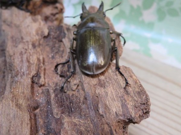 画像3: 稀少産地☆WF3☆モセリオウゴンオニクワガタ♂49ミリ♀41ミリペア＋♀40ミリ計3頭トリオ販売！！ (3)