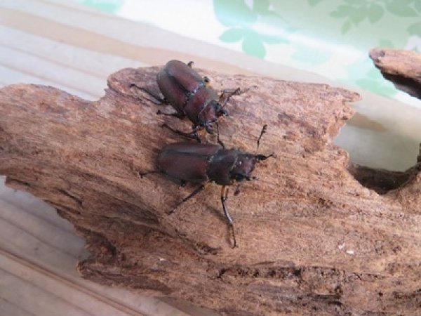 画像3: ☆新成虫☆メタリフェルホソアカクワガタ（サンギレンシス）♂55ミリ前後♀フリーサイズペア販売！！ (3)