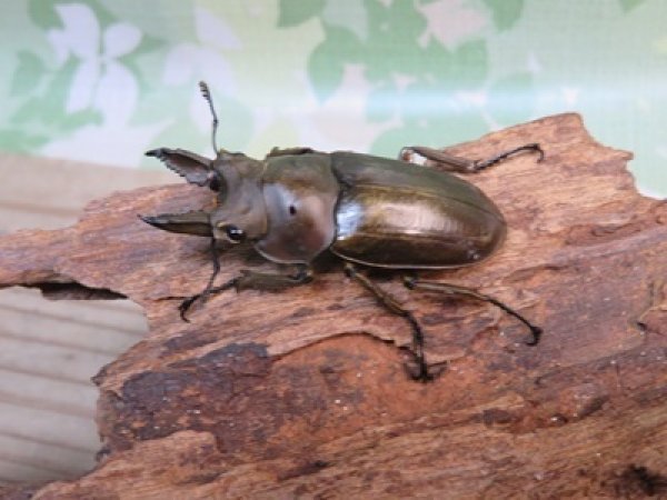 画像1: 稀少産地☆WF3☆モセリオウゴンオニクワガタ♂49ミリ♀41ミリペア＋♀40ミリ計3頭トリオ販売！！ (1)