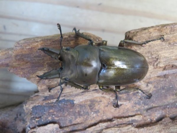 画像2: 稀少産地☆WF3☆モセリオウゴンオニクワガタ♂49ミリ♀41ミリペア＋♀40ミリ計3頭トリオ販売！！ (2)