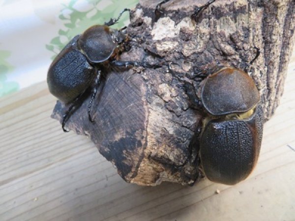 画像4: ☆新成虫☆D.H.リッキー♂124ミリ♀67ミリペア＋♀65ミリ計3頭トリオ販売！！ (4)