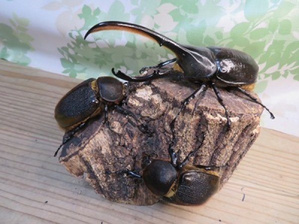 画像5: ☆新成虫☆D.H.リッキー♂145ミリ♀66ミリペア＋♀66ミリ計3頭トリオ販売！！ (5)