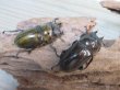 画像4: 稀少産地☆WF3☆モセリオウゴンオニクワガタ♂49ミリ♀41ミリペア＋♀40ミリ計3頭トリオ販売！！ (4)