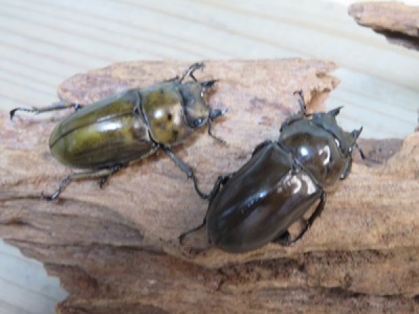 画像4: 稀少産地☆WF3☆モセリオウゴンオニクワガタ♂49ミリ♀41ミリペア＋♀40ミリ計3頭トリオ販売！！ (4)