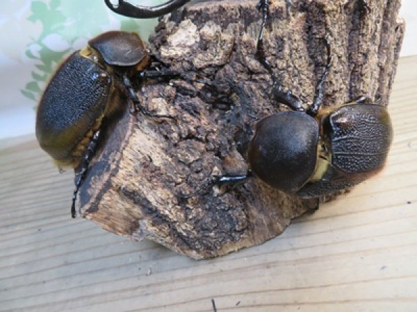 画像4: ☆新成虫☆D.H.リッキー♂145ミリ♀66ミリペア＋♀66ミリ計3頭トリオ販売！！ (4)