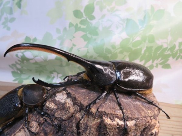 画像1: ☆新成虫☆D.H.リッキー♂145ミリ♀66ミリペア＋♀66ミリ計3頭トリオ販売！！ (1)