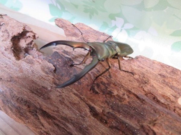 画像2: ☆新成虫☆メタリフェルホソアカクワガタ（サンギレンシス）♂55ミリ前後♀フリーサイズペア販売！！ (2)