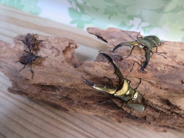 画像4: ☆新成虫☆メタリフェルホソアカクワガタ（サンギレンシス）♂55ミリ前後♀フリーサイズペア販売！！ (4)