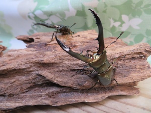 画像1: ☆新成虫☆メタリフェルホソアカクワガタ（サンギレンシス）♂55ミリ前後♀フリーサイズペア販売！！ (1)