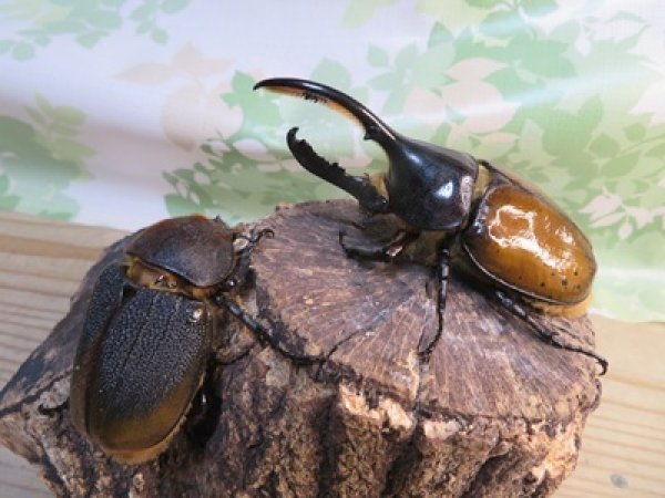 画像5: ☆新成虫☆D.H.リッキー♂109ミリ♀66ミリペア販売！！ (5)