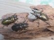 画像5: 稀少産地☆WF3☆モセリオウゴンオニクワガタ♂49ミリ♀41ミリペア＋♀40ミリ計3頭トリオ販売！！ (5)