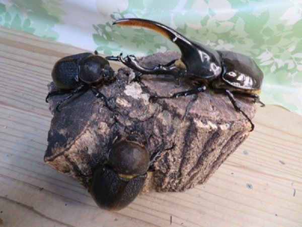 画像5: ☆新成虫☆D.H.リッキー♂124ミリ♀67ミリペア＋♀65ミリ計3頭トリオ販売！！ (5)