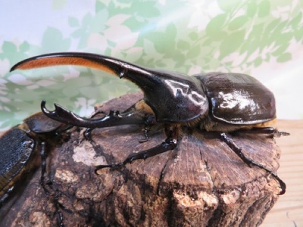 画像1: ☆新成虫☆D.H.リッキー♂124ミリ♀67ミリペア＋♀65ミリ計3頭トリオ販売！！ (1)