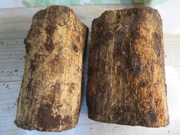 画像2: new!バクテリア材⚡産だぁーV⚡ML材2本入り (2)