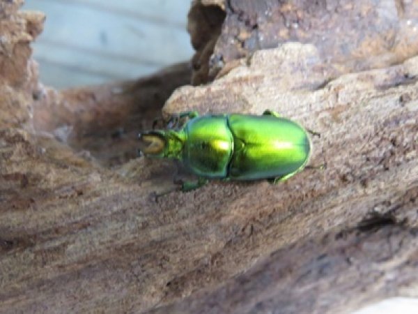 画像2: no.2☆F3☆インスラリスキンイロクワガタ♂♀フリーサイズ新成虫ペア販売！！ (2)