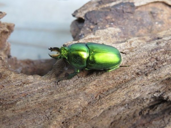 画像1: no.2☆F3☆インスラリスキンイロクワガタ♂♀フリーサイズ新成虫ペア販売！！ (1)